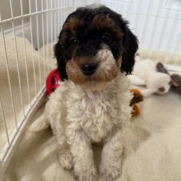 Peppermint Patty - Parti female Poodle puppy in Canfield, Ohio from Poo's Doo's & Inu's