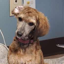 Poodles from Gypsy Poodle Co