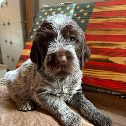 Stark-(Ironman) - Chestnut and gray male Wirehaired Pointing Griffon puppy in Grangeville, Idaho from Happy Hollow Griffons