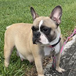 Bella - French Bulldog