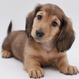 LOUIS - AKC Import Lines - Cream male Dachshund puppy in Coweta, Oklahoma from Sunnyside Dachshunds