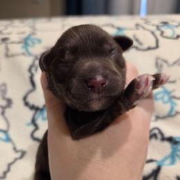 Magnolia - Liver female Miniature Schnauzer puppy in Graham, Washington from Olivia's Miniature Schnauzer's