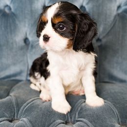 Beagle and Cavalier King Charles Spaniel Puppies from Kazuri Beagles and Cavaliers