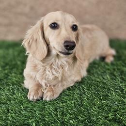 Odette - Dachshund