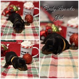 Cindy Lou who - Black and tan female Dachshund puppy in Queen Creek, Arizona from Wigglebutts Miniature Dachshund Az