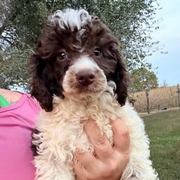 Suede with training - Parti female Poodle puppy in Boonville, North Carolina from Doods & Dolls