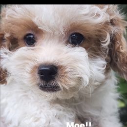 Moe - Parti male Poodle puppy in Orlando, Florida, Florida from Denise’s Puppies