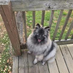 Dar - Keeshond