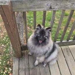 Dar - Keeshond