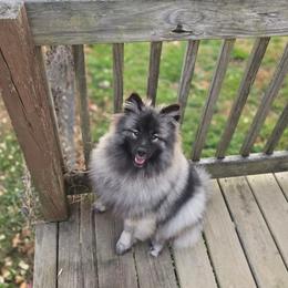 Dar - Keeshond