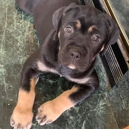 Cane Corso from DiCampo Cane Corso