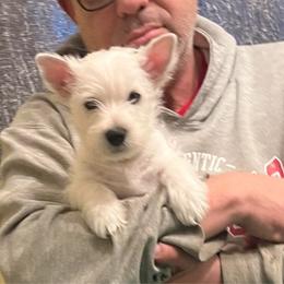 Otti - White male West Highland White Terrier puppy in Columbus, Ohio from Starlight Westies
