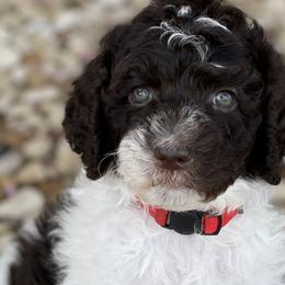 Flash - Labradoodle puppy in Cleburne, Texas from Sugar Fig Kennel