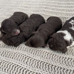 Bernedoodle Puppies from Boutique Bernedoodles & Co.