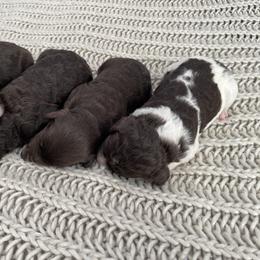 Bernedoodle Puppies from Boutique Bernedoodles & Co.