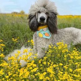 Quinn - Poodle