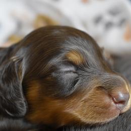 Winston AKC - Chocolate and tan male Dachshund puppy in De Land, Florida from Pretty Painted Mini Doxies
