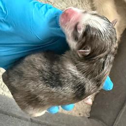 1st born and male puppy - Merle male Pomsky puppy in West Sacramento, California from Pinkie's Pomskies