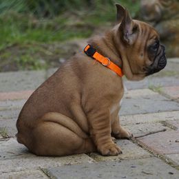 French Bulldog and Labrador Retriever Puppies from Frenchies & Labs