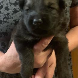 Female 2 - Sable female German Shepherd puppy in Effingham County, Illinois from Delaney Working Dogs