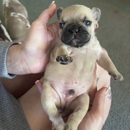 French Bulldog Puppies from Orderofthebulldogs, LLC