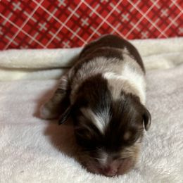 Australian Shepherd Puppies from M3 Sassafrass Ranch