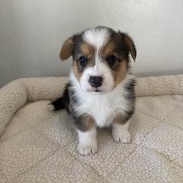 Pembroke Welsh Corgi Puppies from Mount Garfield Corgis