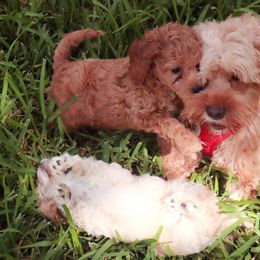 Cockapoos from Chris & Coco LLC.