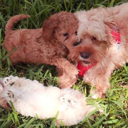 Cockapoos from Chris & Coco LLC.