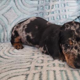 Piper - Dapple female Dachshund puppy in Goodman, Missouri from Jessica's Dashing Dachsunds and Chihuahuas