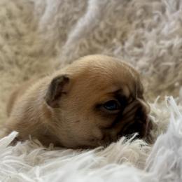 Girl 1 - female French Bulldog puppy in Greeley, Colorado from Mandy Moon French bulldogs