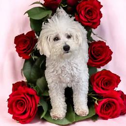 KitKat - Poodle