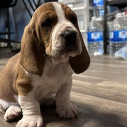 Basset Hound puppies from Katelyn Patterson