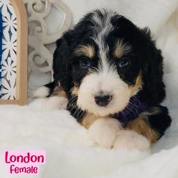 London - Tri-color female Bernedoodle puppy in Beecher, Illinois from Erica’s Doodles