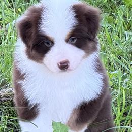 Girl - Black tri female Miniature American Shepherd puppy in Nolensville, Tennessee from Sweetheart Miniature American Shepherds
