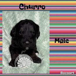 Churro - Tri-color male Bernedoodle puppy in Godwin, North Carolina from Farm Sweet Farm Doodles