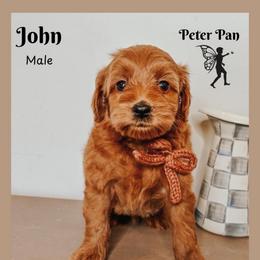 John - Red  male Goldendoodle puppy in Hilton, New York from The House of Goldendoodle