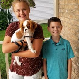 Cavalier King Charles Spaniel Puppies from Mapleview Cavalier King Charles Spaniels