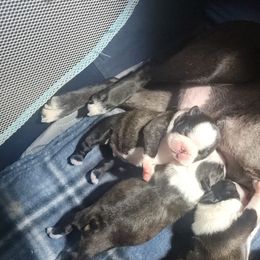 Boston Terrier Puppies from Big Sky Bostons