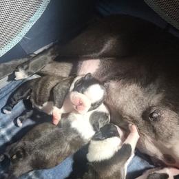 Boston Terrier Puppies from Big Sky Bostons