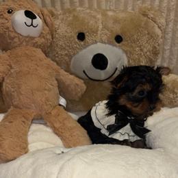 Heath - Black and tan male Yorkshire Terrier puppy in Illinois from Pretty Little Yorkies