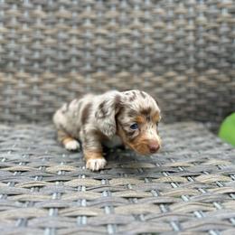 Mae Mae - Dapple female Dachshund puppy in Stilwell, Oklahoma from Mountain Top Dachshunds