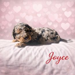Joyce Byers - Blue merle female Bernedoodle puppy in Bennett, Colorado from Darling Paws Bernedoodles, LLC