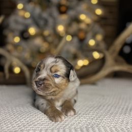 Miniature Australian Shepherd Puppies from Quartz Creek Aussies