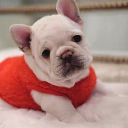 French Bulldog Puppies from Short Leg Frenchies