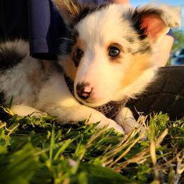 Shetland Sheepdog Puppies from Henotic Homestead's Shetland Sheepdogs