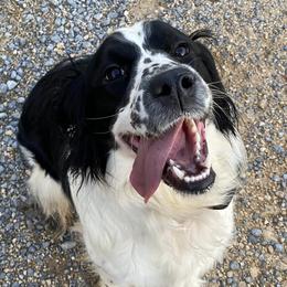 English Springer Spaniels from Blackberry Pond Springer Spaniels