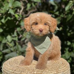 Green Boy - Apricot male Goldendoodle puppy in Lowville, New York from DM Hilltop FURfamily