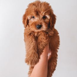 Lemon Meringue Pie (Black Collar) - Red  female Goldendoodle puppy in Beaverton, Oregon from Henry Elliots
