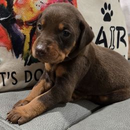 Girl 3 purple collar - Red and rust female Doberman Pinscher puppy in Hollyberry, Georgia from Jeti Dobermans